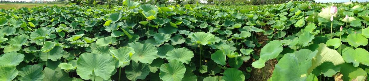 Full frame shot of plants growing in field