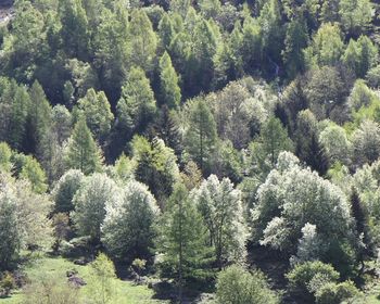 High angle view of pine trees in forest