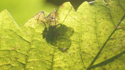 Close-up of fresh green leaf