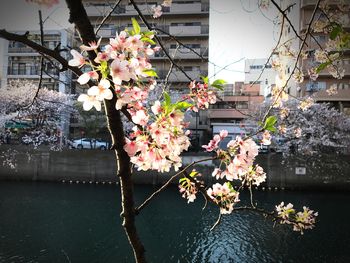 Close-up of tree with flowers in city