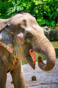 Close-up of elephant