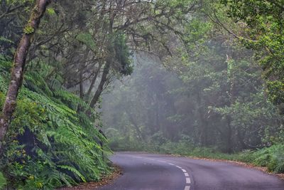 Road amidst trees in forest