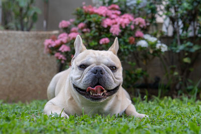 Smiling french bulldog lying at garden, pink flower background.