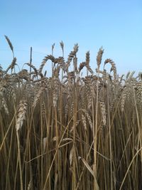 Wheat growing on field against clear sky