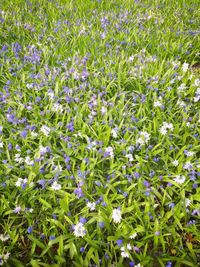 Close-up of purple flowers blooming in field