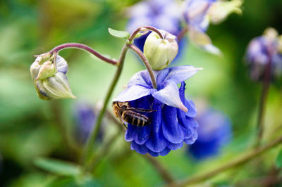 Close-up of bee pollinating on purple flower