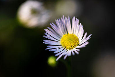 Close-up of purple fleabane 