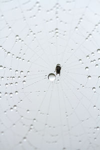 Full frame shot of spider on wet surface