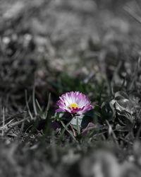 Close-up of pink flowers blooming in field