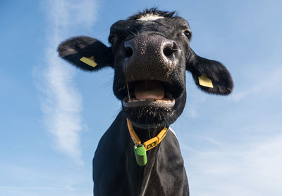 Close-up of cow face isolated at clear blue sky.