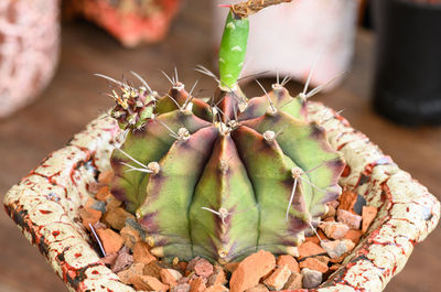 Close-up of succulent plant