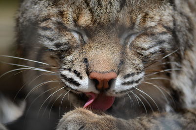 Close-up of a cat