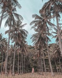 Low angle view of palm trees against sky