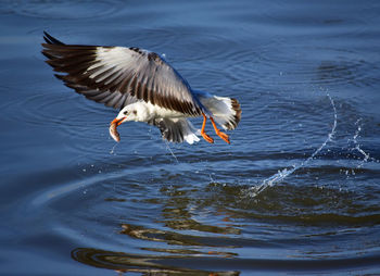 Seagulls flying over lake