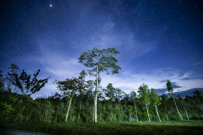 Low angle view of trees against sky at night