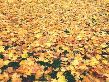 Full frame shot of autumn leaves