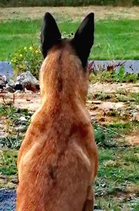 Close-up of a dog on field