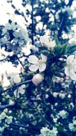 Close-up of white flowers blooming on tree