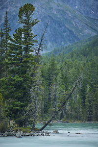 Pine trees by lake in forest