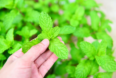 Close-up of hand holding leaves