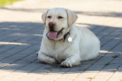 Portrait of dog sitting on footpath