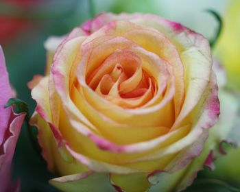 Close-up of pink rose