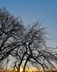 Low angle view of silhouette bare tree against clear sky