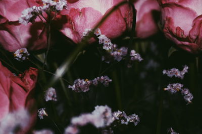 Close-up of pink flowering plants