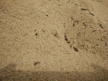 High angle view of footprints on beach