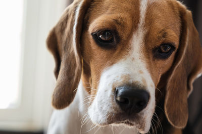 Close-up portrait of a dog of breed beagle, expressive look. muzzle close-up. hanging ears.