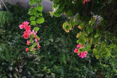 Close-up of pink flowering plant