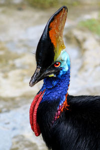 Close-up of a bird