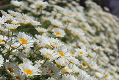 Close-up of daises blooming outdoors