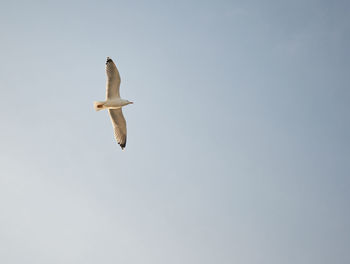 Low angle view of seagull flying