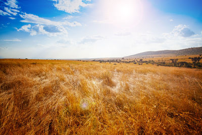 Scenic view of field against sky