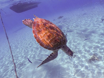 Close-up of turtle swimming in sea