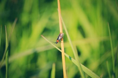 Close-up of insect on grass