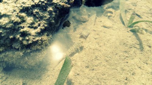 High angle view of turtle in water
