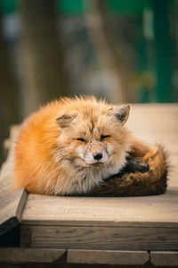 Portrait of a cat resting on wood