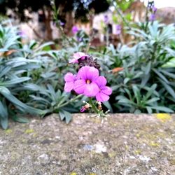 Close-up of purple flowers blooming outdoors