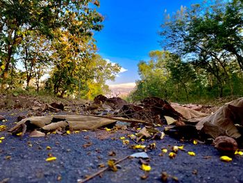 Surface level of fallen leaves against trees