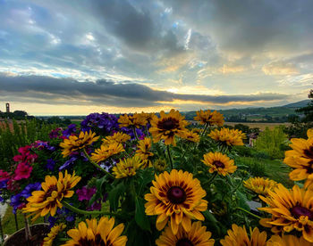 Close-up of yellow flowering plants on field against sky
