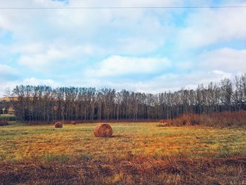 Trees on field against sky