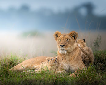 Lioness with cubs