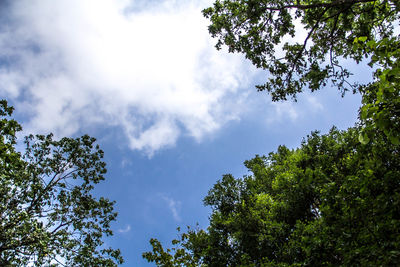 Low angle view of trees against sky