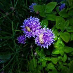 Close-up of purple flowers