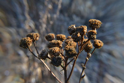 Close-up of wilted plant