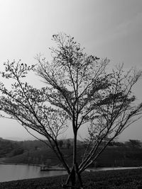 Bare tree against clear sky