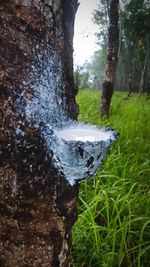 Close-up of water flowing in forest