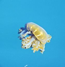 Close-up of jellyfish against blue background